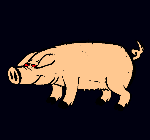 Cerdo con pezuñas negras