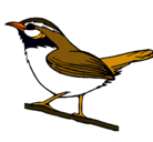 Dibujo Pájaro silvestre pintado por AFDDASDFASDF