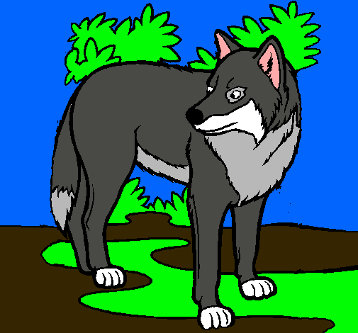 Dibujo Lobo pintado por carlospign