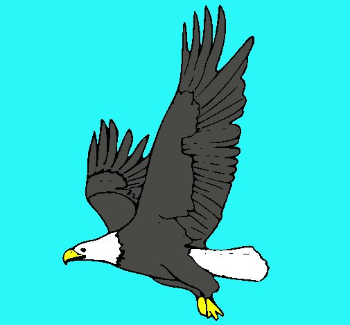 Águila volando