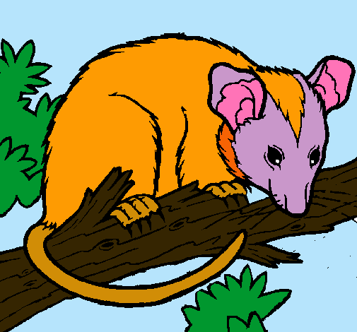 Ardilla possum