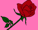 Dibujo Rosa pintado por nati-daira