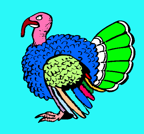 Pavo 