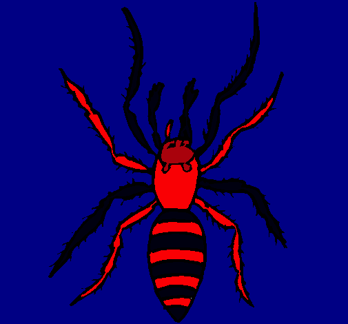 Araña tigre