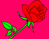 Dibujo Rosa pintado por anout