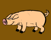 Dibujo Cerdo con pezuñas negras pintado por ixabela