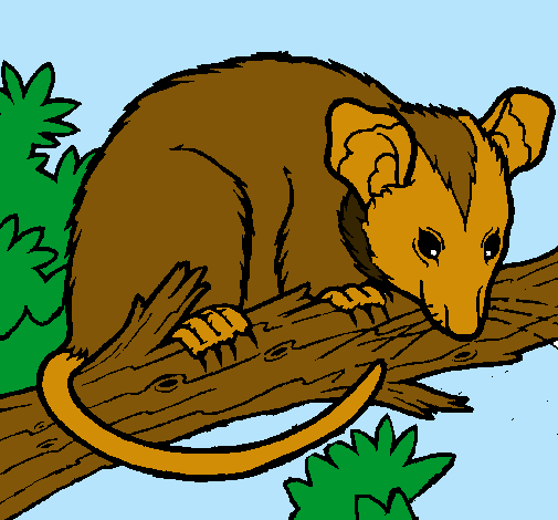 Ardilla possum