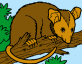 Dibujo Ardilla possum pintado por irenealcazar