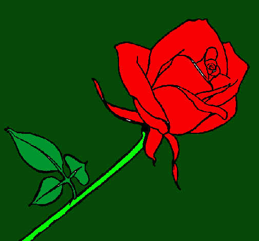 Rosa