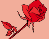 Dibujo Rosa pintado por antoniab