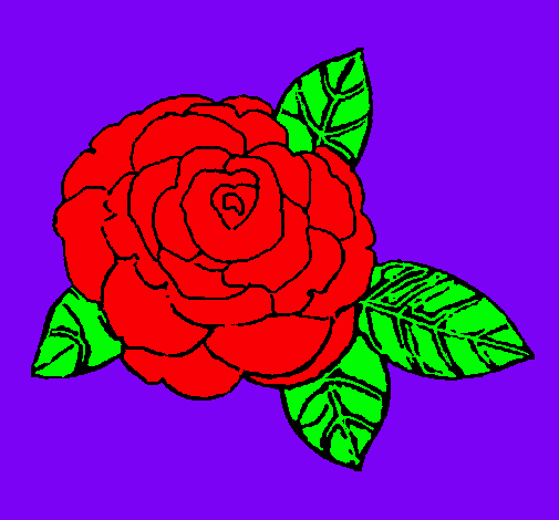 Rosa