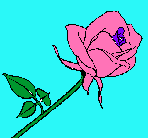 Rosa