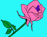 Dibujo Rosa pintado por leticiajj