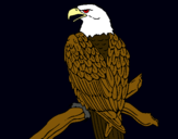 Dibujo Águila en una rama pintado por fgvfvrguyvgr