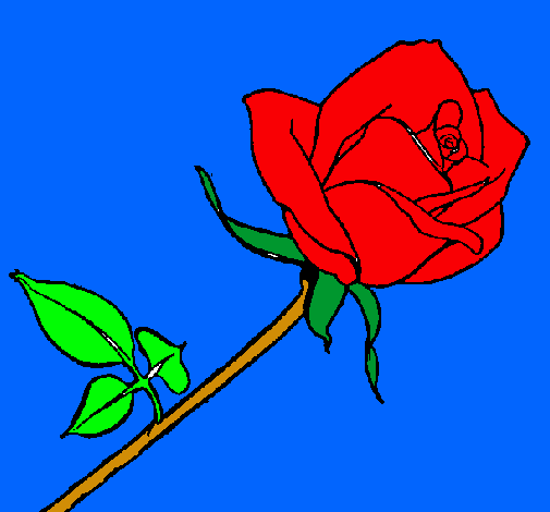 Rosa