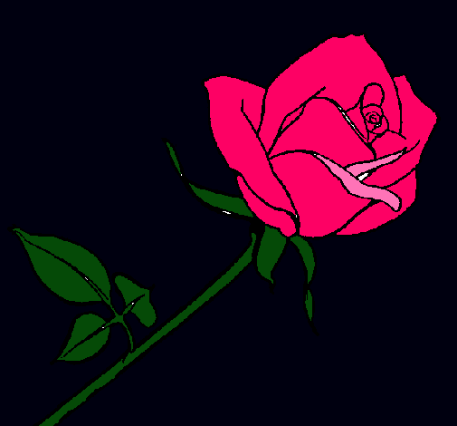 Rosa