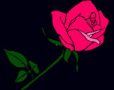 Dibujo Rosa pintado por FOLR