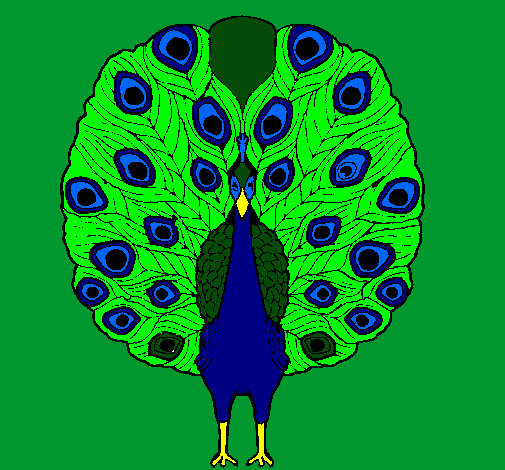 Pavo real