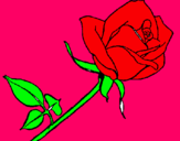 Dibujo Rosa pintado por anout