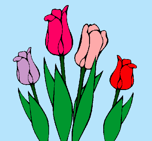 Tulipanes