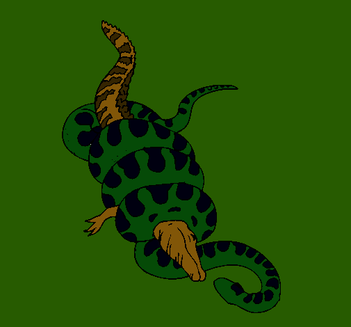 Anaconda y caimán