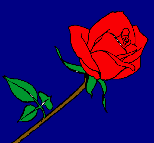 Rosa