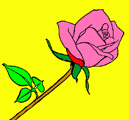 Rosa