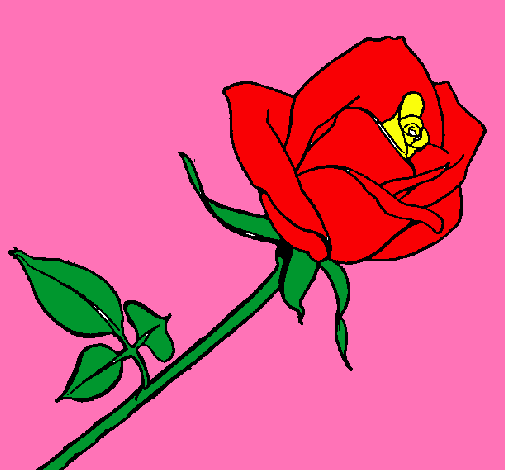 Rosa