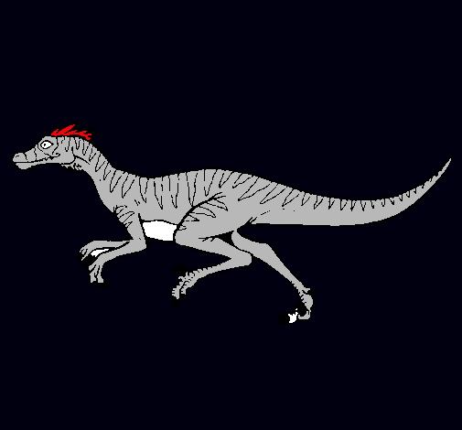 Velociraptor