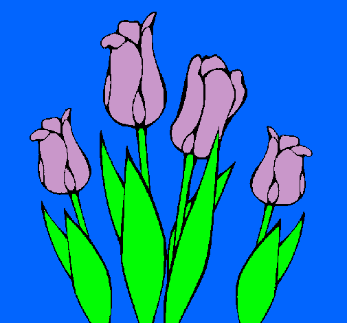 Tulipanes