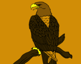 Dibujo Águila en una rama pintado por wingi