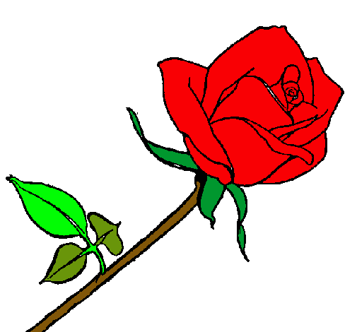 Rosa