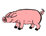 Dibujo Cerdo con pezuñas negras pintado por LUNAPEREA
