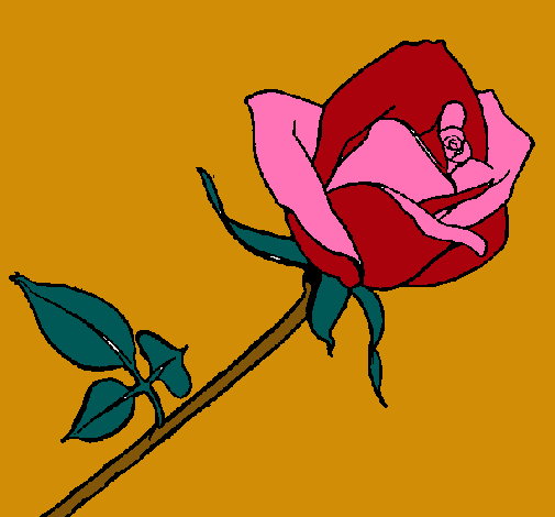 Rosa