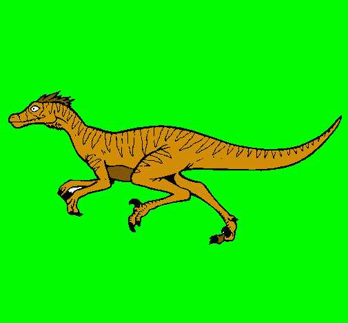 Velociraptor