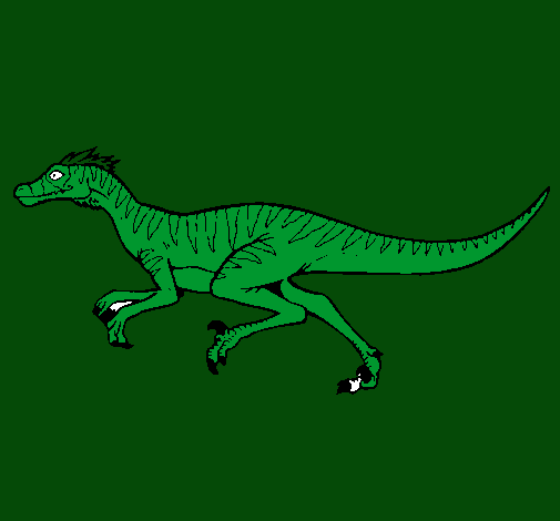 Velociraptor