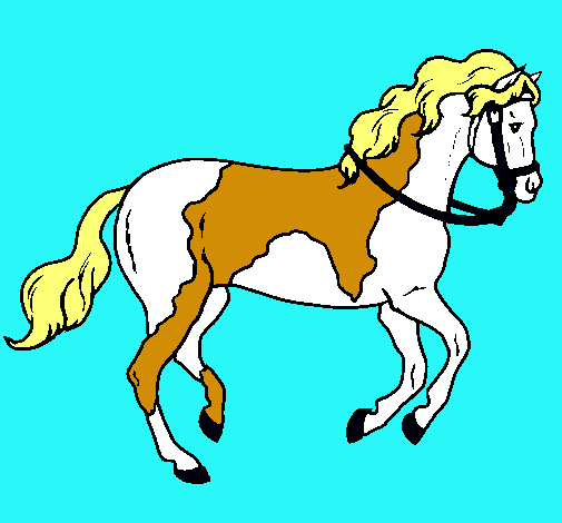 Caballo 5