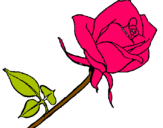 Dibujo Rosa pintado por aizahari 
