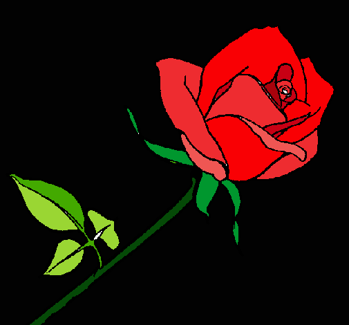 Rosa