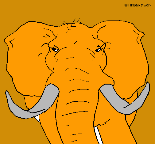 Elefante africano