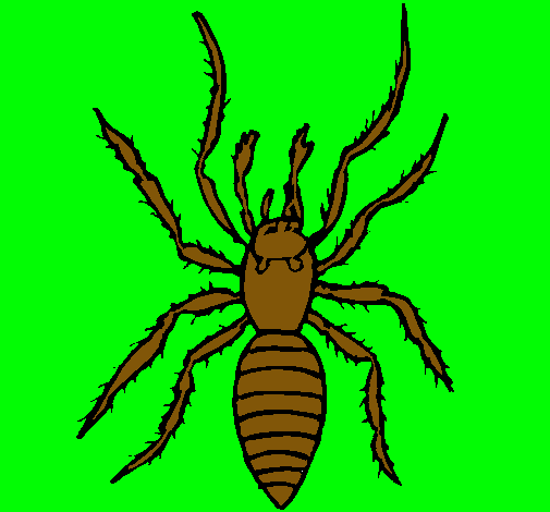 Araña tigre