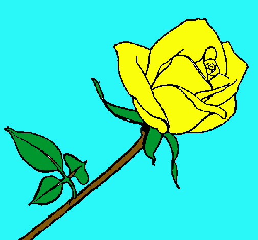 Rosa