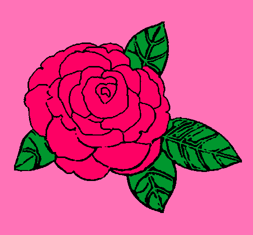 Rosa