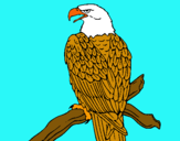 Dibujo Águila en una rama pintado por BANDO