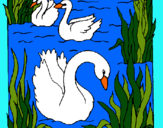 Dibujo Cisnes pintado por mindalia