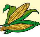 Dibujo Mazorca de maíz pintado por paoli095d