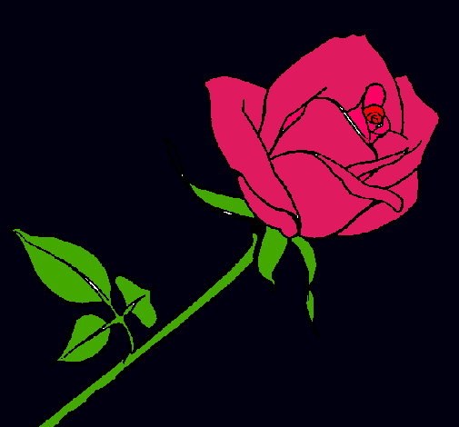 Rosa