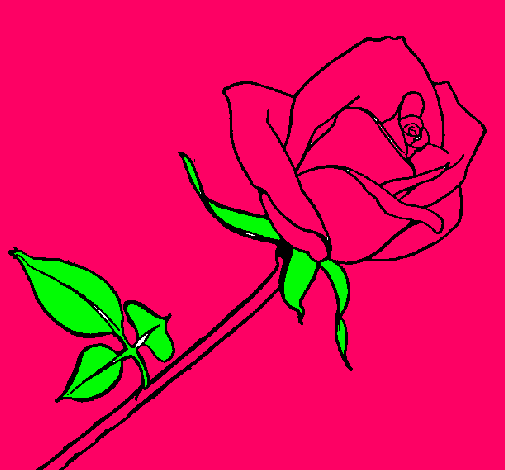 Rosa