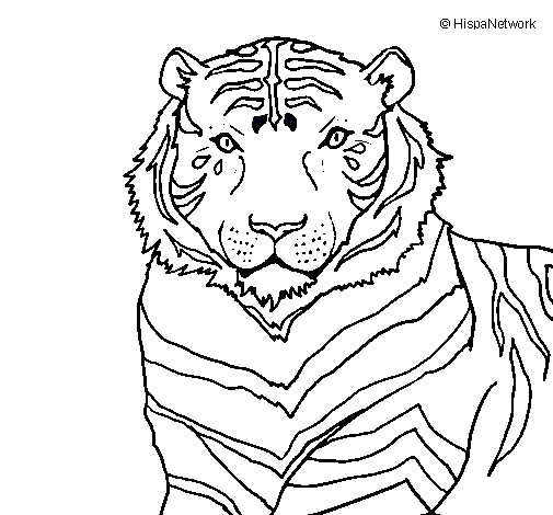 Dibujo Tigre pintado por maray