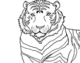 Dibujo Tigre pintado por maray
